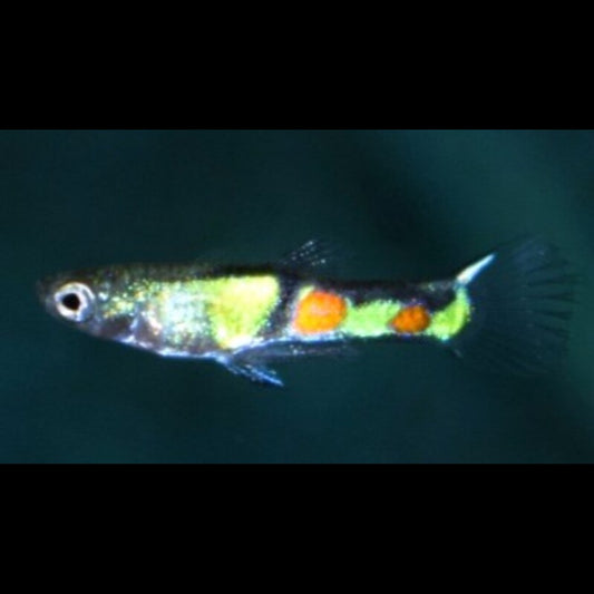Guppy Endler EL Tigre (mâle) (Poec. wingei el tigre) – Sur commande – par 10