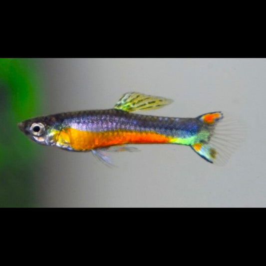 Guppy Endler Santa Maria (m/f) (Poec. wingei santa maria) – Sur commande