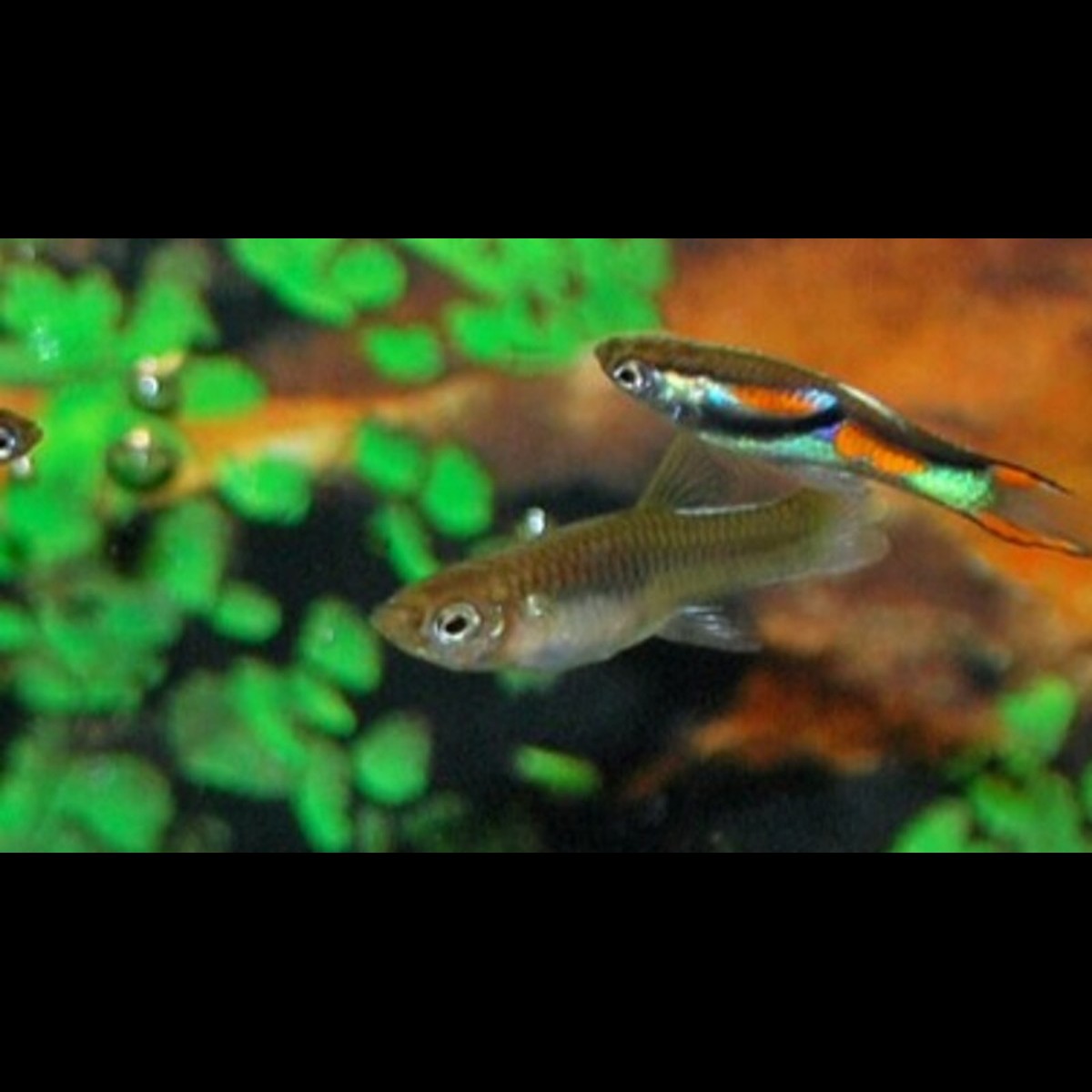 Guppy Endler (m/f) (Poec. wingei) – Sur commande – par 10