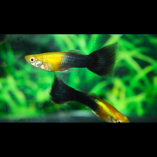 Guppy TÊTE Dorée NOIR (mâle) (Poec. RET. goldhead black) – Sur commande – par 10