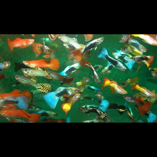 Guppy Assortis (mâle) (Poec. RET. mix) – Sur commande – par 10