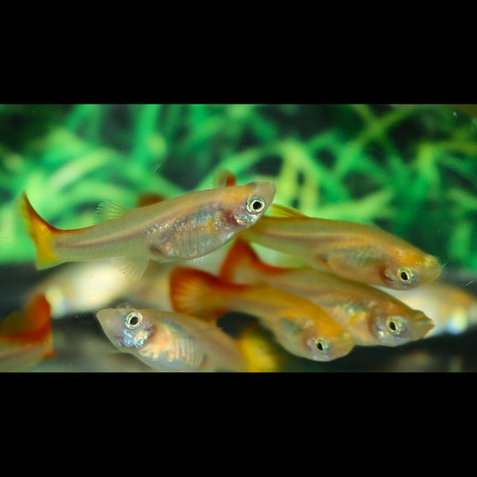 Guppy Assortis (femelle) (Poec. RET. mix) – Sur commande – par 10