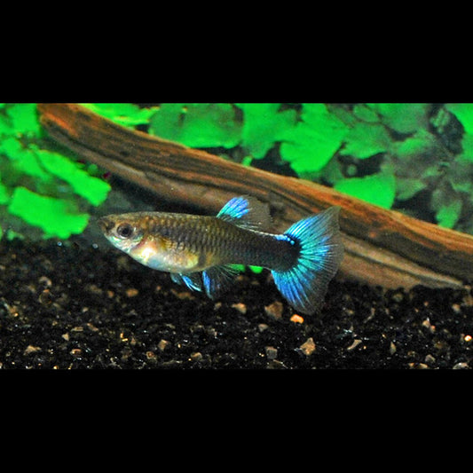Guppy NÉON BLEU (femelle) (Poec. RET. neon blue) – Sur commande – par 10