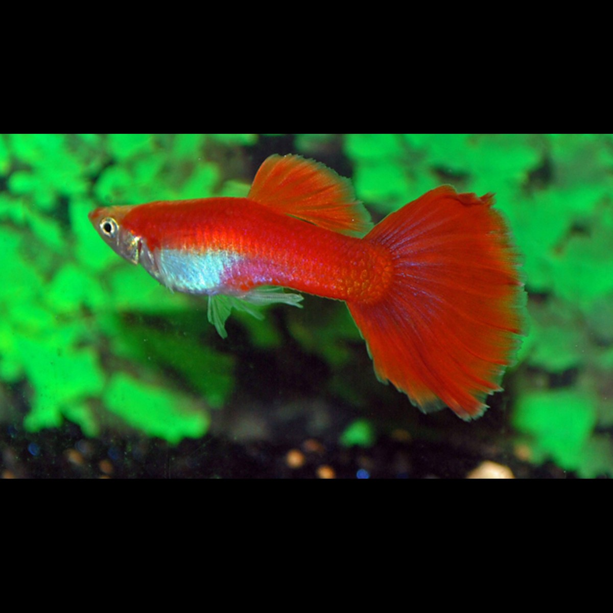 Guppy Flamingo rouge mâle