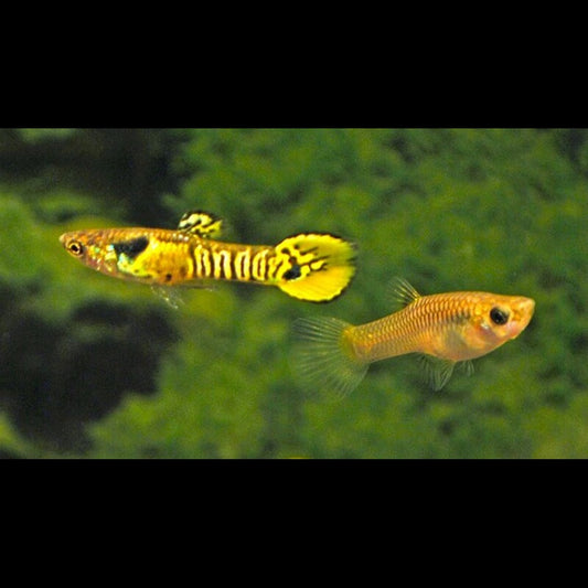 Guppy Endler Tiger (m/f) (Poec. wingei tiger) – Sur commande – par 10