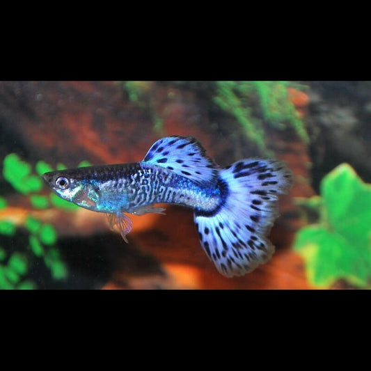 Guppy Snakeskin BLEU (mâle) (Poec. RET. snakeskin blue) – Sur commande – par 10