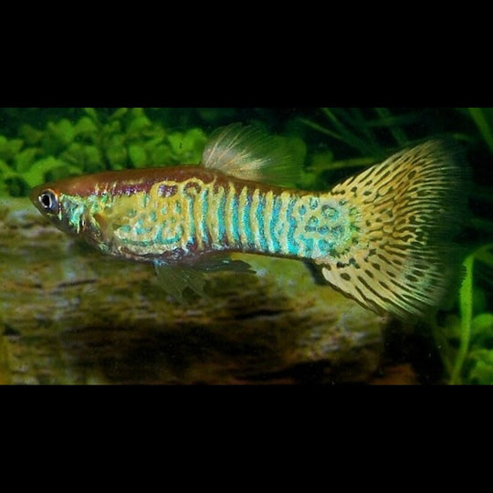 Guppy Snakeskin Jaune (mâle) (Poec. RET. snakeskin yellow) – Sur commande – par 10