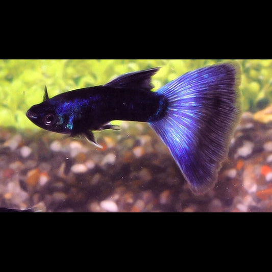 Guppy Moscow BLEU (mâle) (Poec. RET. moscow blue) – Sur commande – par 10