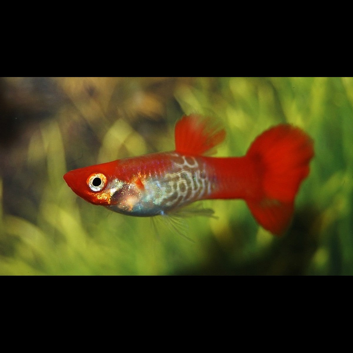 Guppy Snakeskin TÊTE Rouge (Poec. RET. snakeskin red cap) – Sur commande – par 10