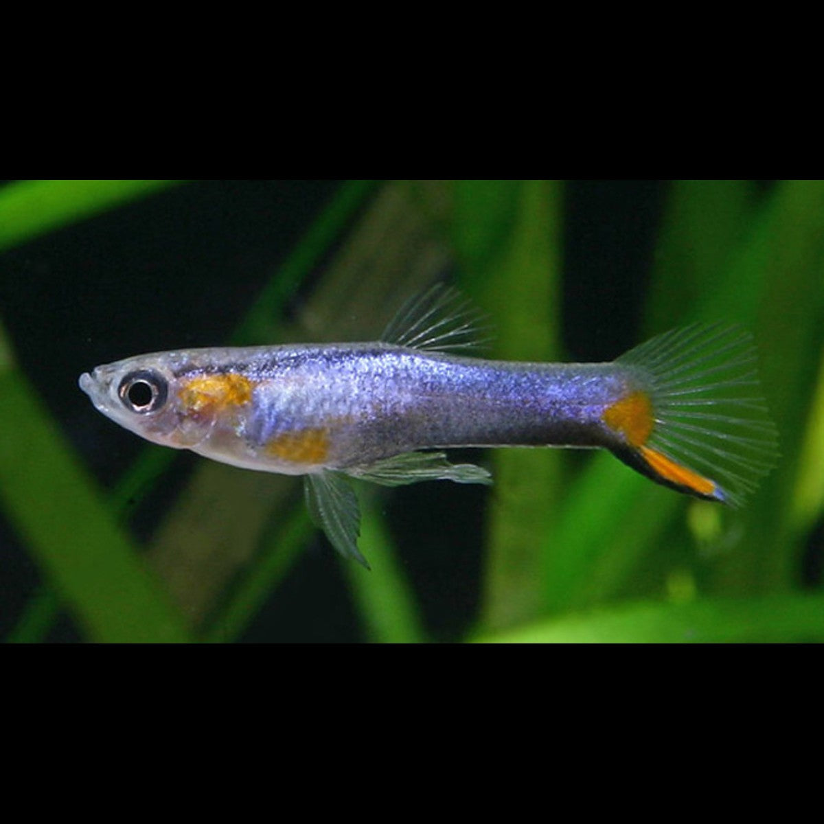 Guppy Endler Blue Star (mâles/femelles) (Poecilia wingei « blue star »)