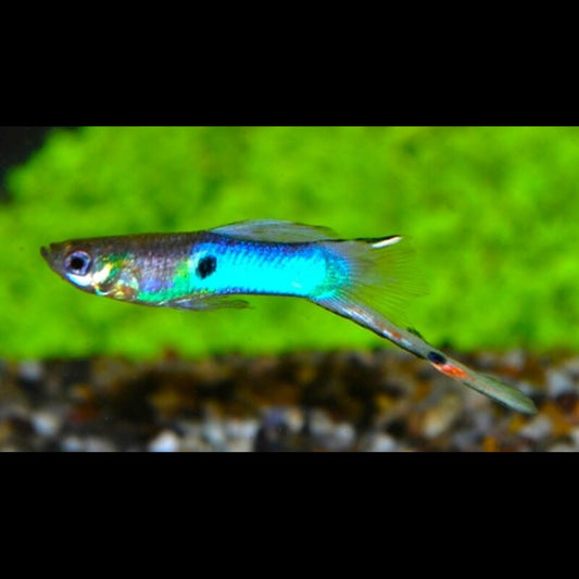 Endler Guppy Japan BLEU (m/f) (Poec. wingei japan blue) – Sur commande – par 10