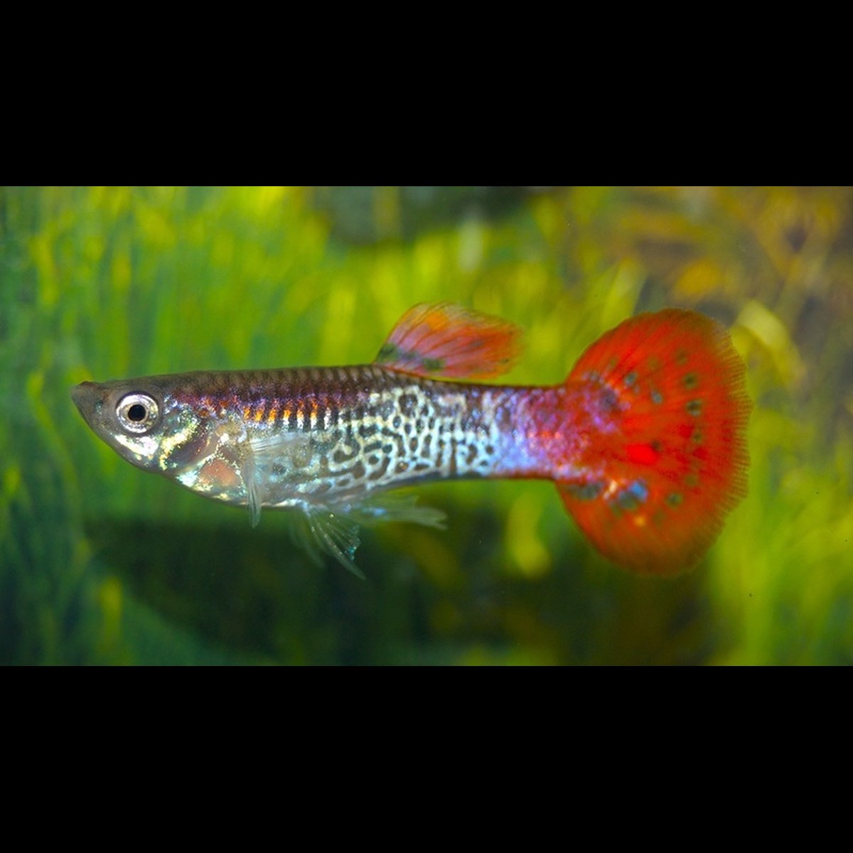 Guppy Snakeskin Rouge (mâle) (Poec. RET. snakeskin red) – Sur commande – par 10