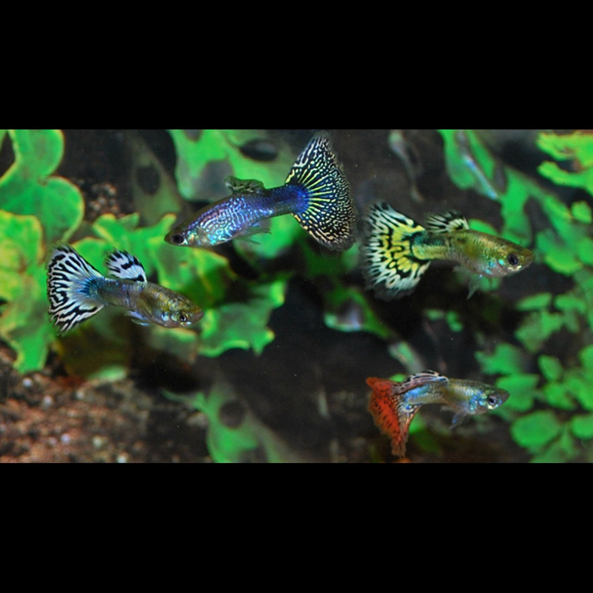 Guppy Snakeskin Assortis (mâle) (Poec. RET. snakeskin mix) – Sur commande – par 10