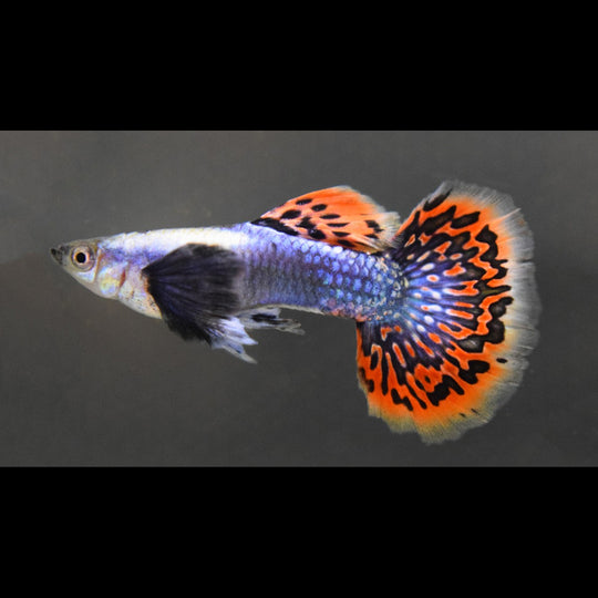 Guppy Argente Indigo (Poec. RET. dumbo ear blue mosaic) – Sur commande – par 10