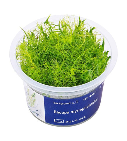 Bacopa myriophylloides