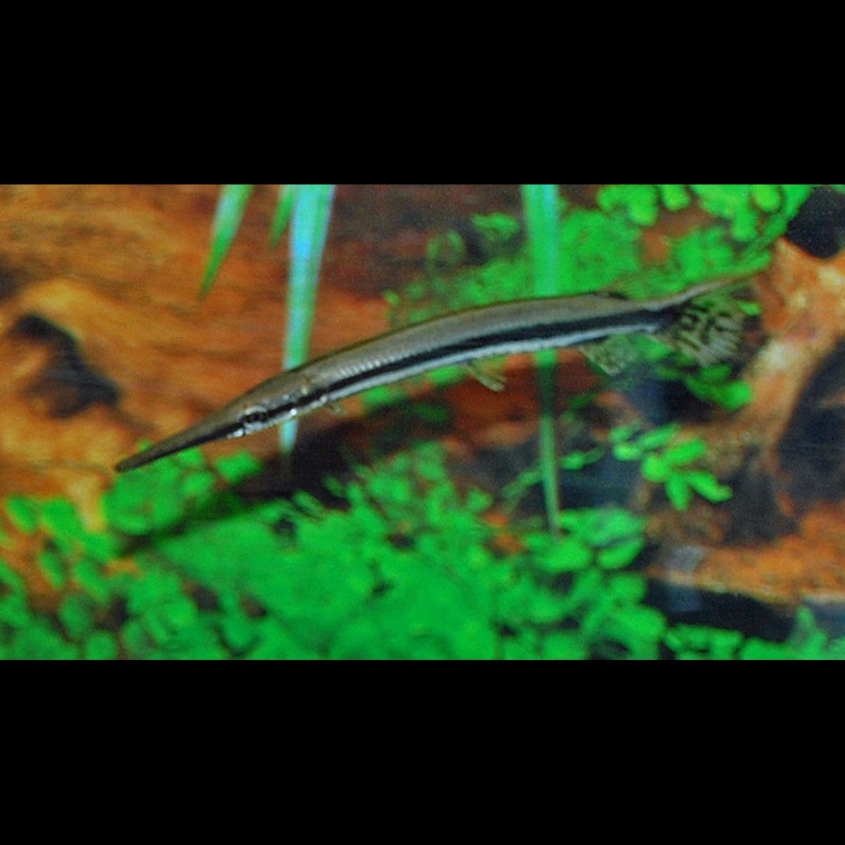 Lépisosté Tacheté (Lepisosteus oculatus) – Sur commande