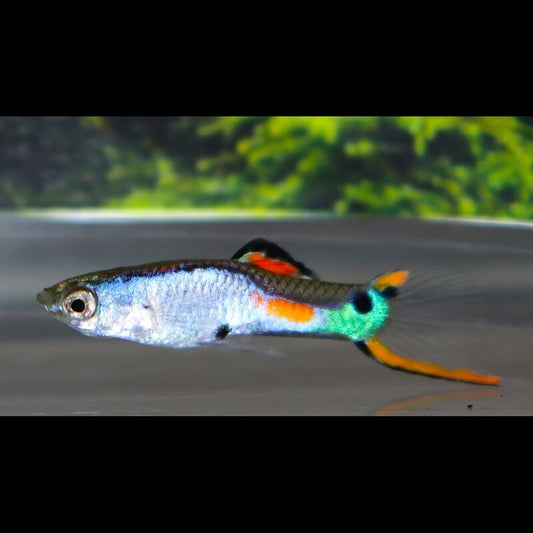 Guppy Endler Silverado (m/f) (Poec. wingei silverado) – Sur commande – par 10