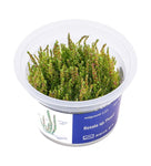 Rotala sp.'Pearl'