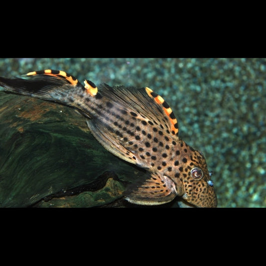 Pléco à trois balises L091 sauvage (Leporacanthicus triactis) – Sur commande