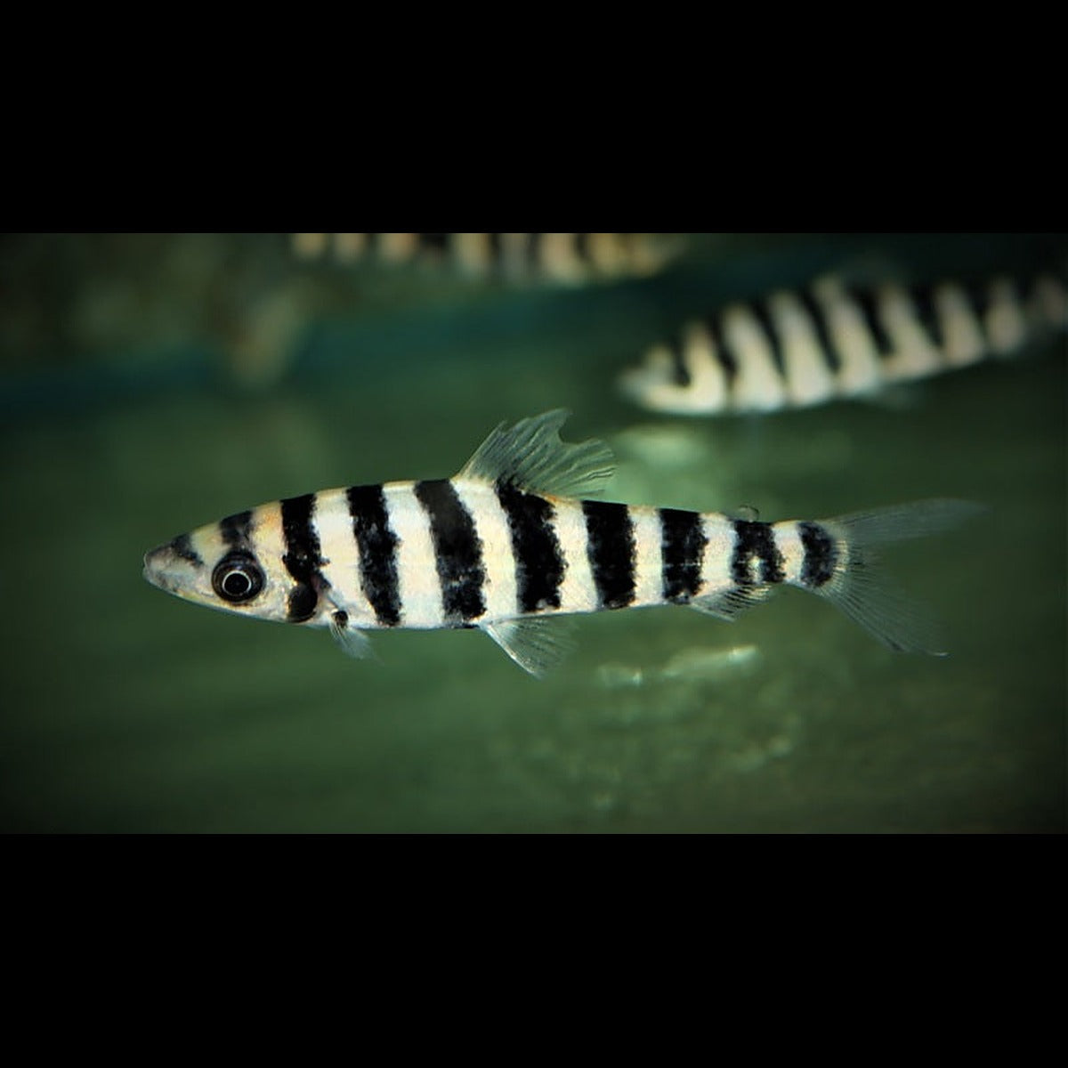 Léporinus à bandes (Leporinus affinis) – Sur commande