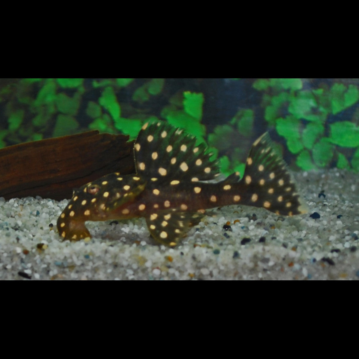 Pléco galaxie L029 sauvage (Leporacanthicus galaxias) – Sur commande