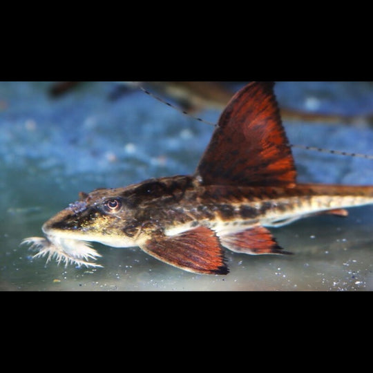 Loricaria du Rio Atabapo (Loricaria sp. « Rio Atabapo ») – Sur commande