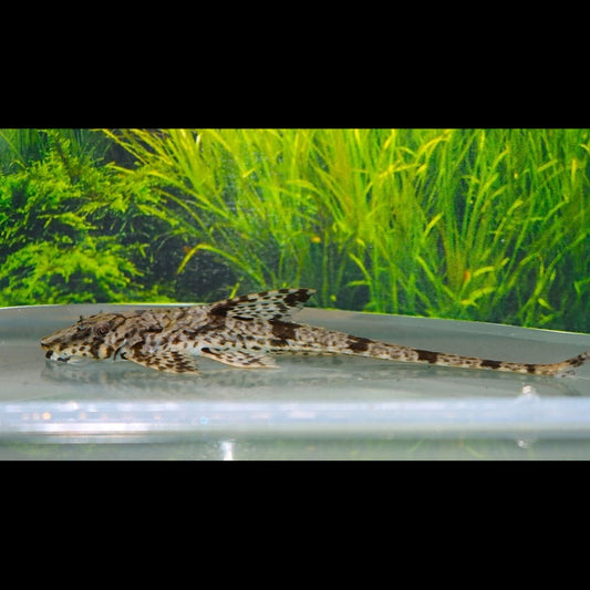 Rineloricaria parva sauvage (Rineloricaria parva) – Sur commande