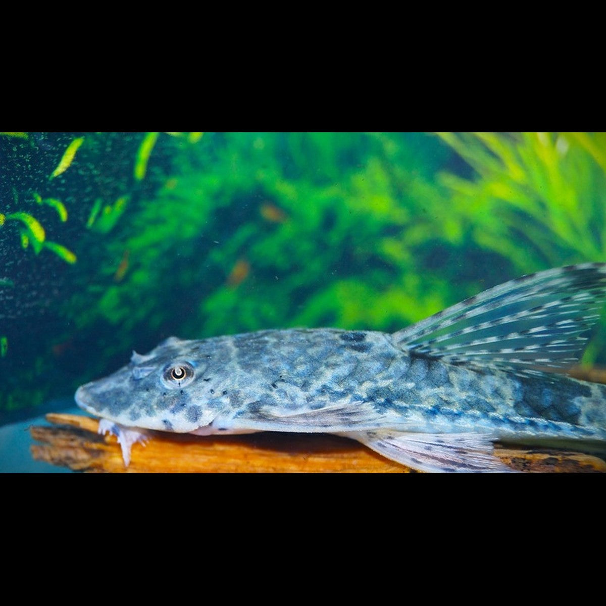 Loricaria Rineloricaria fallax sauvage (Rineloricaria fallax)