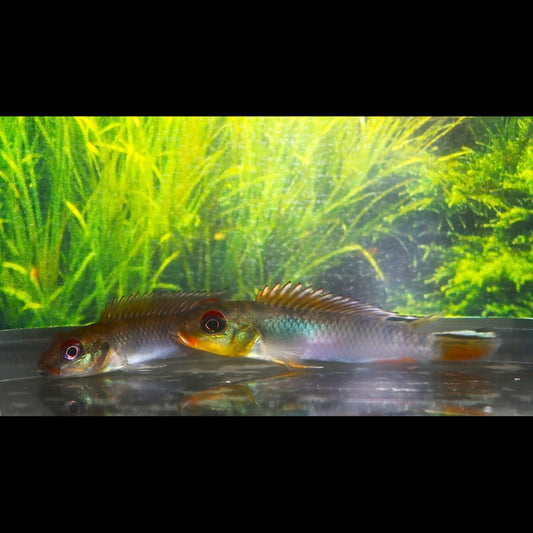 Cichlidé nain du Congo Bandundu sauvage (Nanochromis teugelsi « Bandundu ») – Sur commande