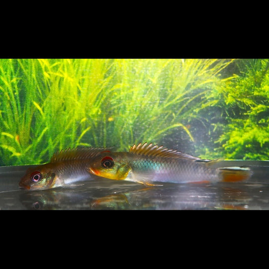 Cichlidé nain du Congo Bandundu sauvage (Nanochromis teugelsi « Bandundu ») – Sur commande
