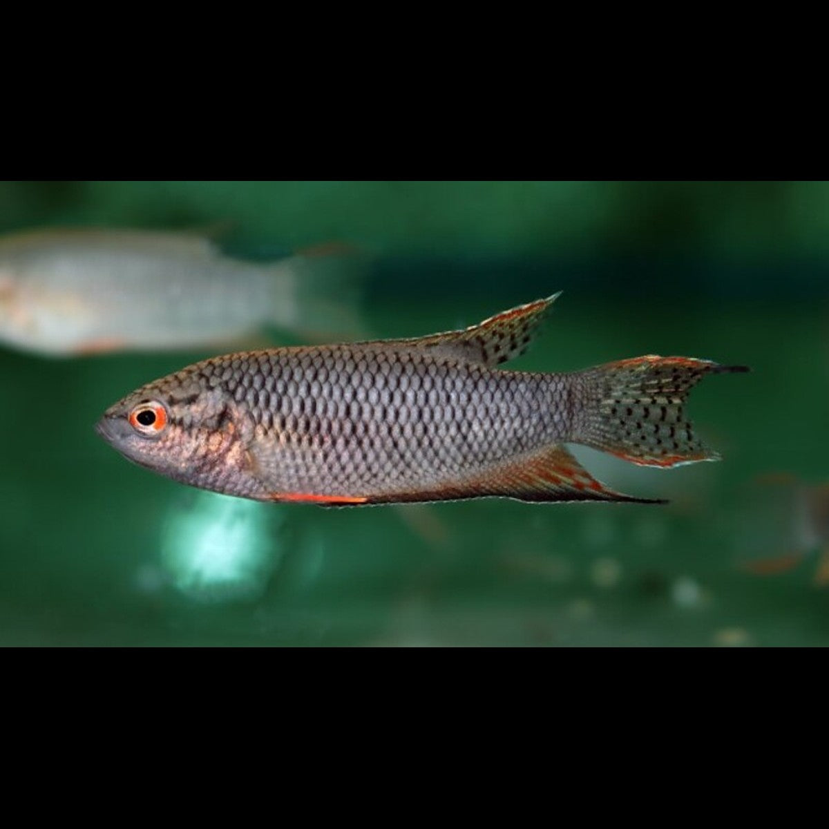 Macropode noir (Macropodus spechti) – Sur commande