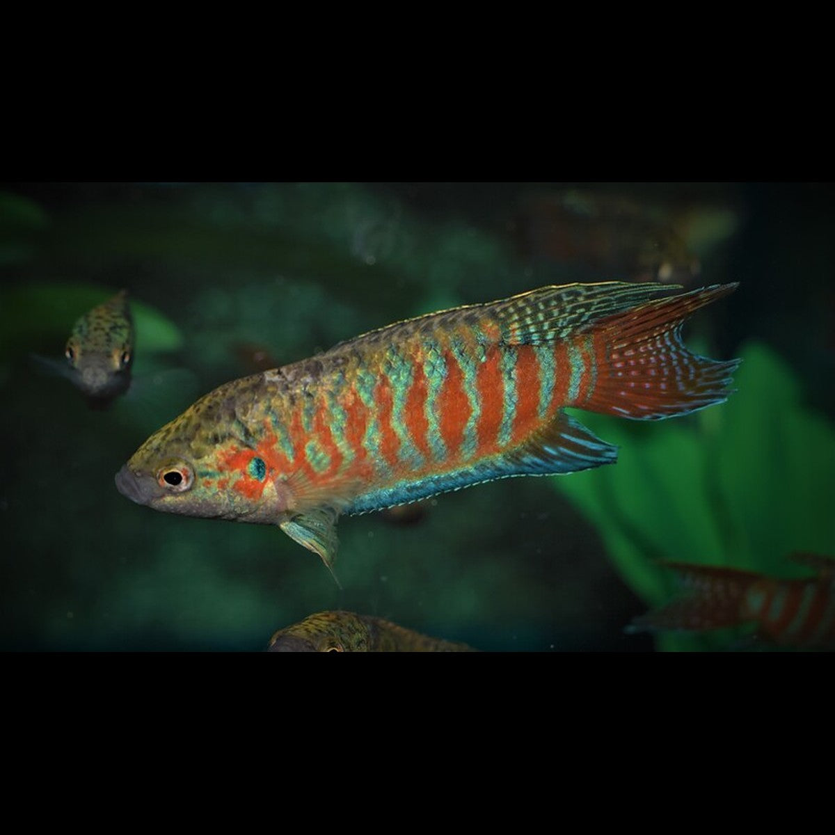 Poisson-paradis (Macropodus opercularis) – Sur commande