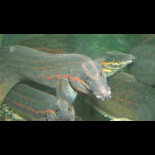 Anguille DE FEU sauvage (Mastacembelus erythrotaenia) – Sur commande
