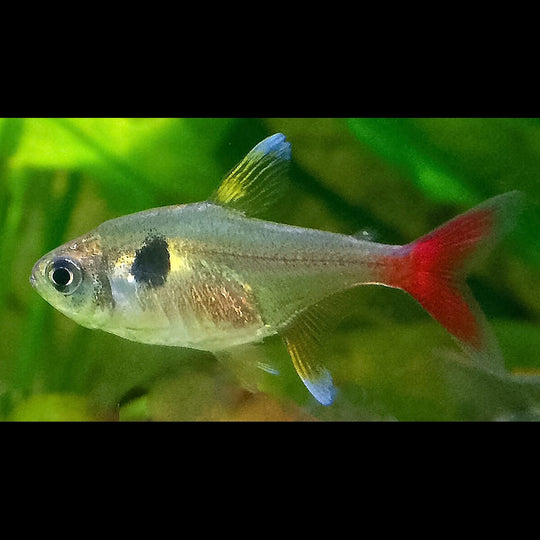 Tétra fantôme doré (Hyphessobrycon roseus) – Sur commande