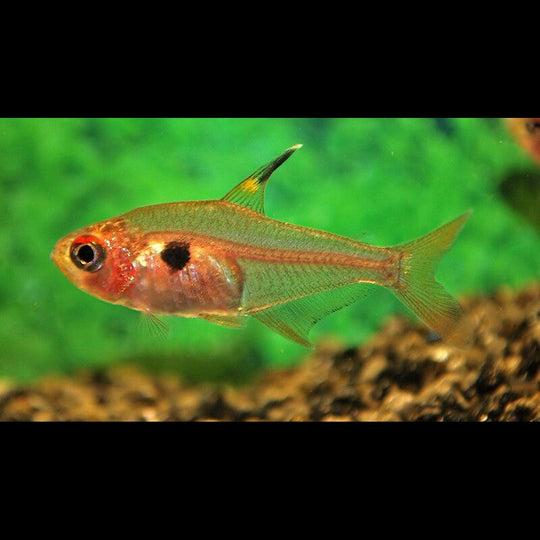 Tétra fantôme rouge sauvage (Hyphessobrycon sweglesi) – Sur commande
