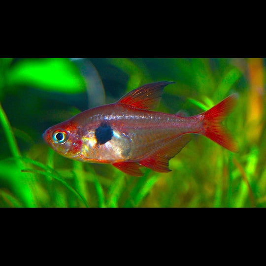 Tétra fantôme rouge (Hyphessobrycon sweglesi) – Sur commande