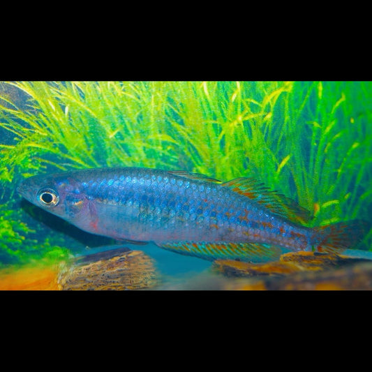 Arc-en-ciel de Parkinson (Melanotaenia parkinsoni) – Sur commande