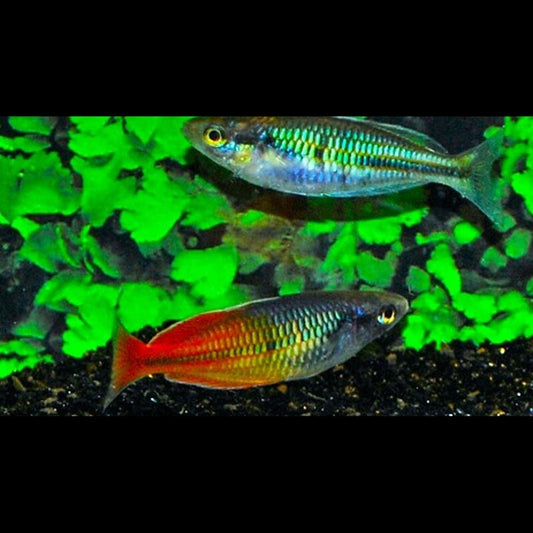 Arc-en-ciel de Boeseman orange (Melanotaenia boesemani « orange ») – Sur commande