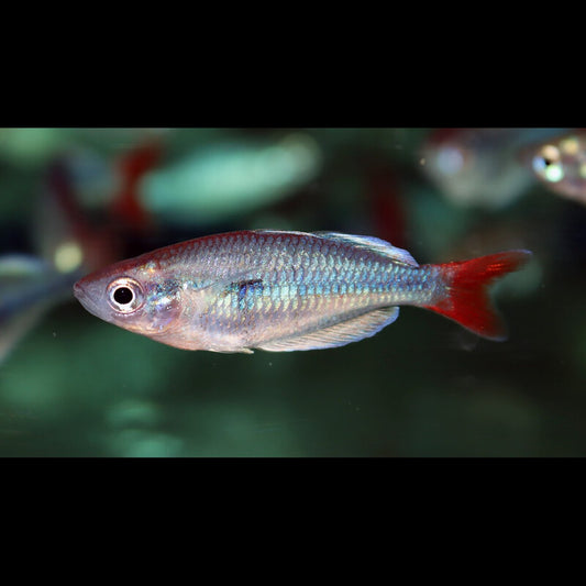 Arc-en-ciel de Kali Tawa (Melanotaenia sp. « Kali Tawa ») – Sur commande