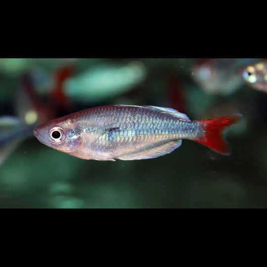 Arc-en-ciel de Kali Tawa (Melanotaenia sp. « Kali Tawa ») – Sur commande