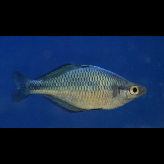 Arc-en-ciel turquoise (Melanotaenia lacustris) – Sur commande