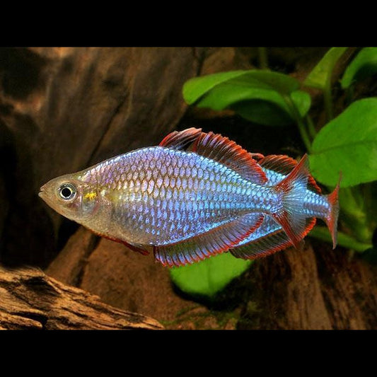 Arc-en-ciel néon (Melanotaenia praecox) – Sur commande