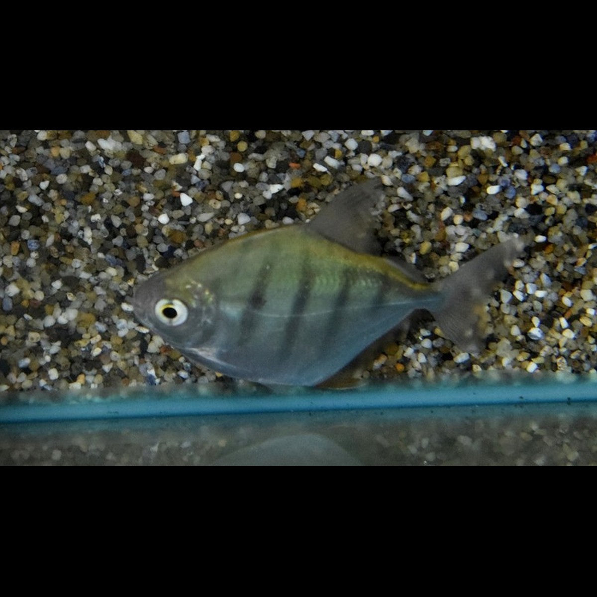 Silver dollar rayé (Metynnis fasciatus)
