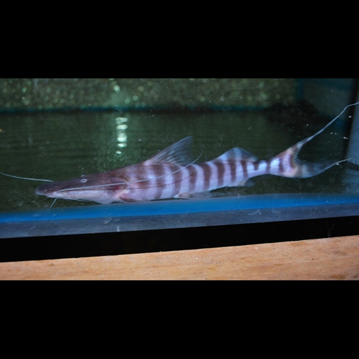 Silure tigrinus sauvage (Brachyplatystoma tigrinum)