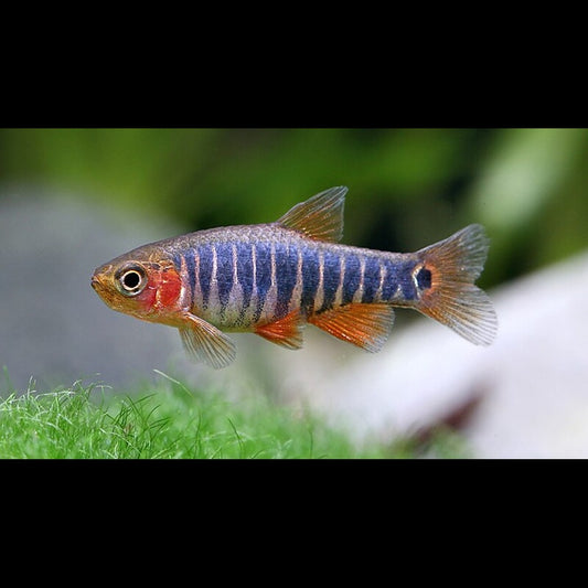 Danio émeraude (Danio erythromicron) – Sur commande – par 10