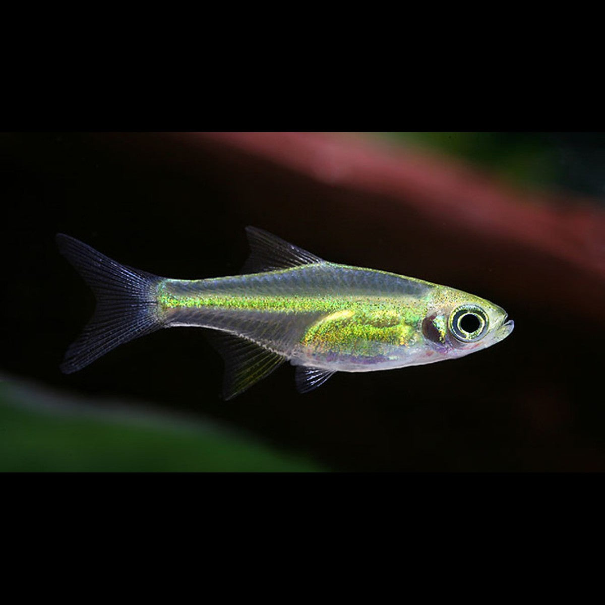 Rasbora émeraude (Microdevario kubotai) – Sur commande