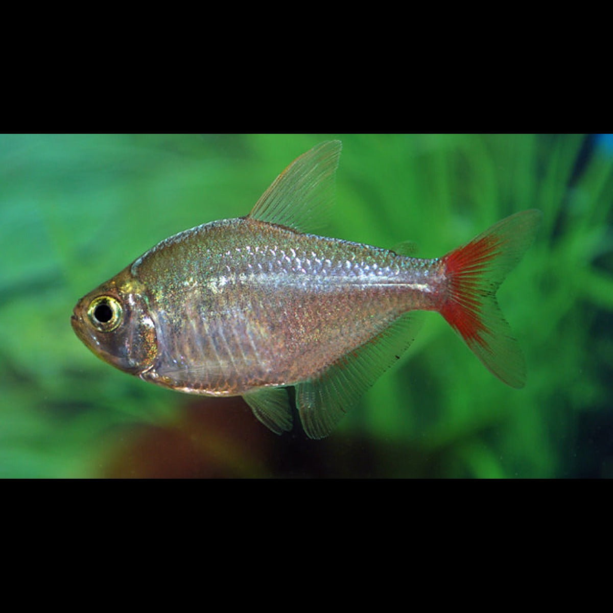 Tétra de Colombie (Hyphessobrycon columbianus) – Sur commande