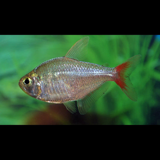 Tétra de Colombie (Hyphessobrycon columbianus) – Sur commande