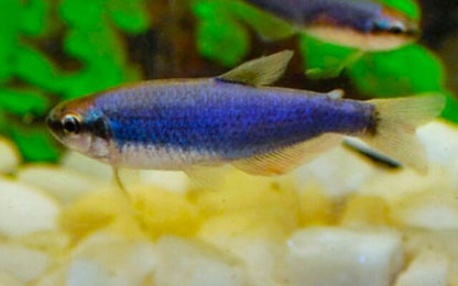 TÉTRA ROYAL SUPER BLEU - INPAICHTHYS KERRI SUPER BLUE