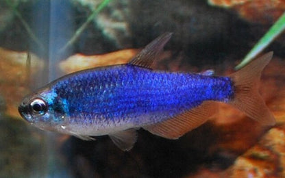 TÉTRA ROYAL SUPER BLEU - INPAICHTHYS KERRI SUPER BLUE